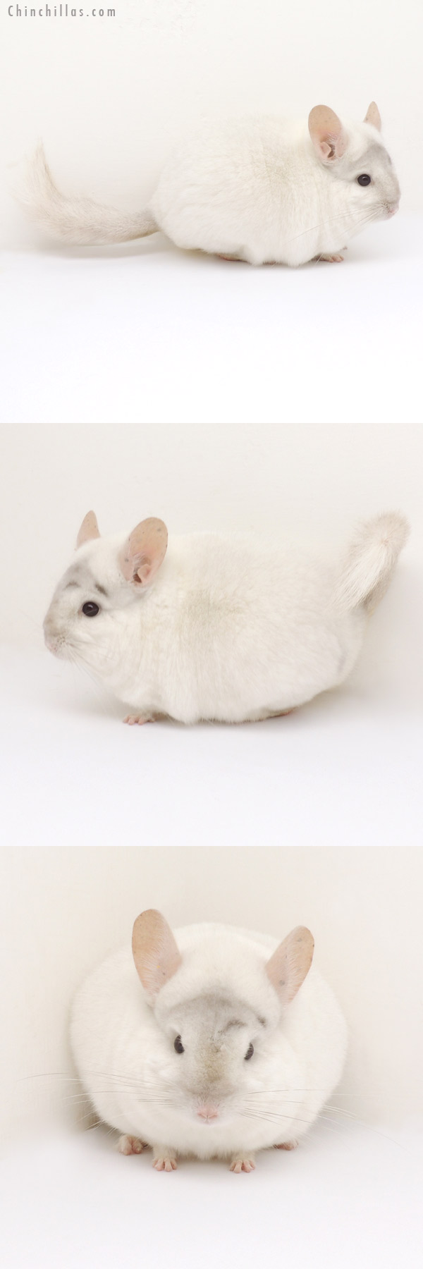 13110 Premium Production Quality Pink White Female Chinchilla