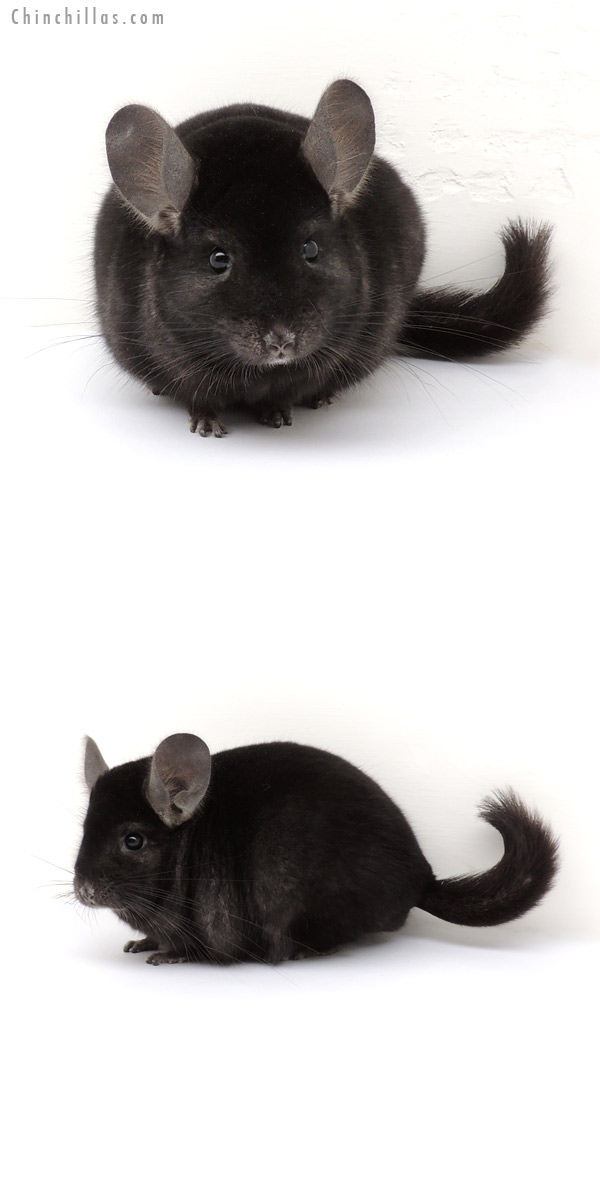 13112 Show Quality Ebony ( Sapphire Carrier ) Male Chinchilla