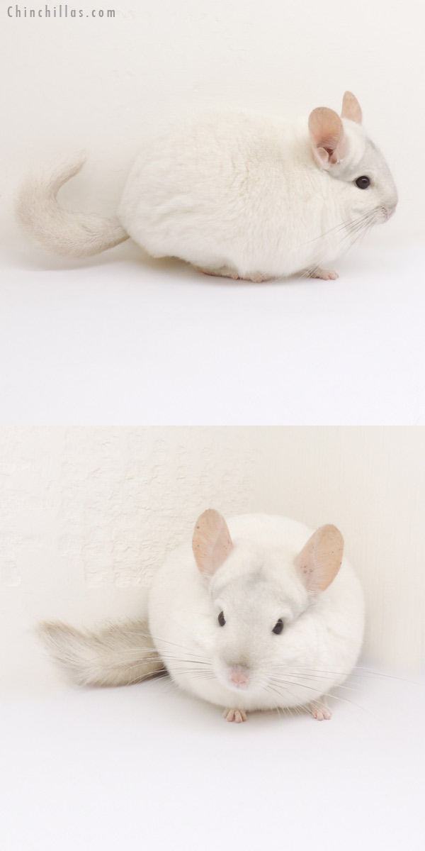 13113 Herd Improvement Quality Pink White Male Chinchilla