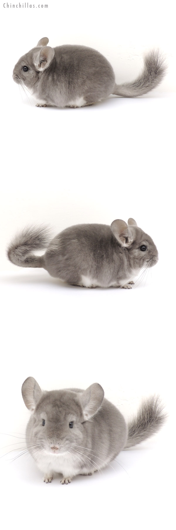 13118 Premium Production Quality Violet Female Chinchilla