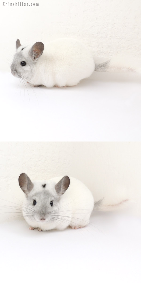 13123 Show Quality White Mosaic ( Violet Carrier ) Female Chinchilla