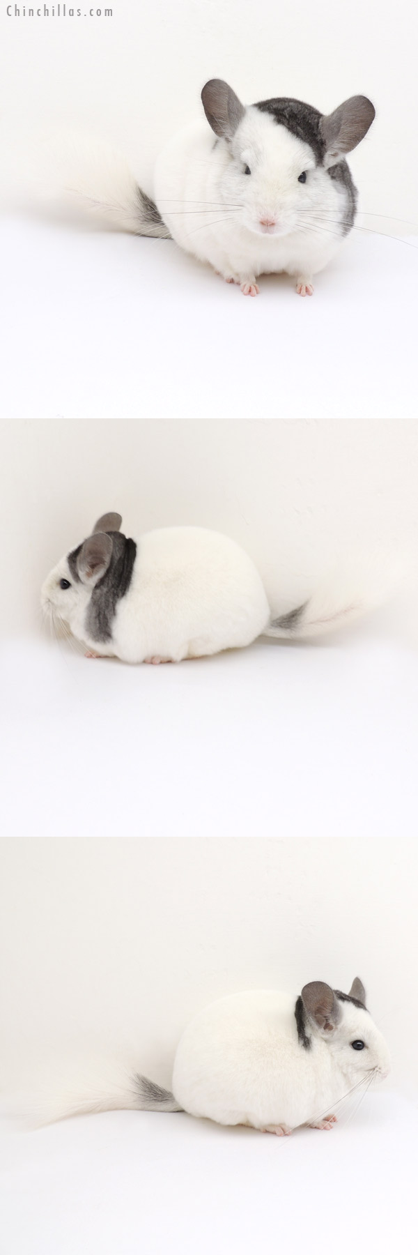 13122 Premium Production Quality Extreme Mosaic Female Chinchilla