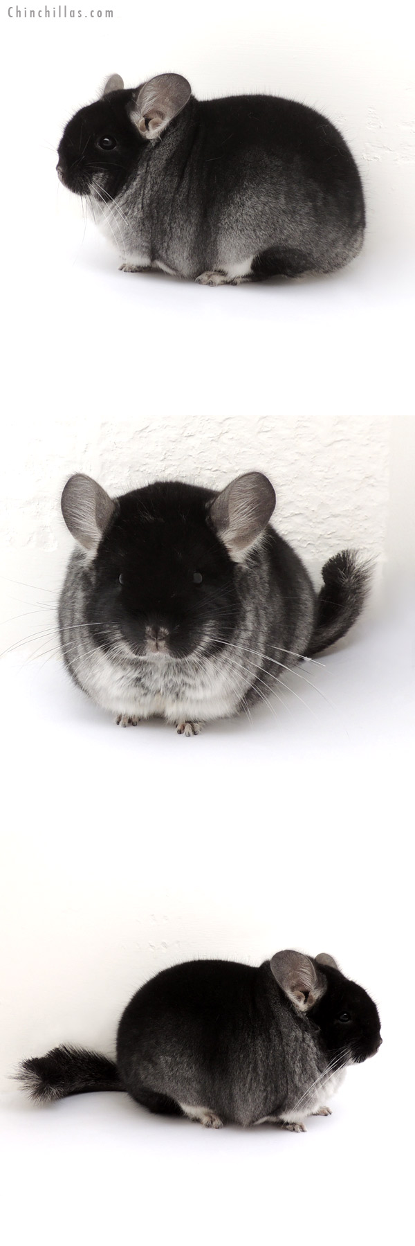 13102 National Phase Champion Black Velvet Female Chinchilla