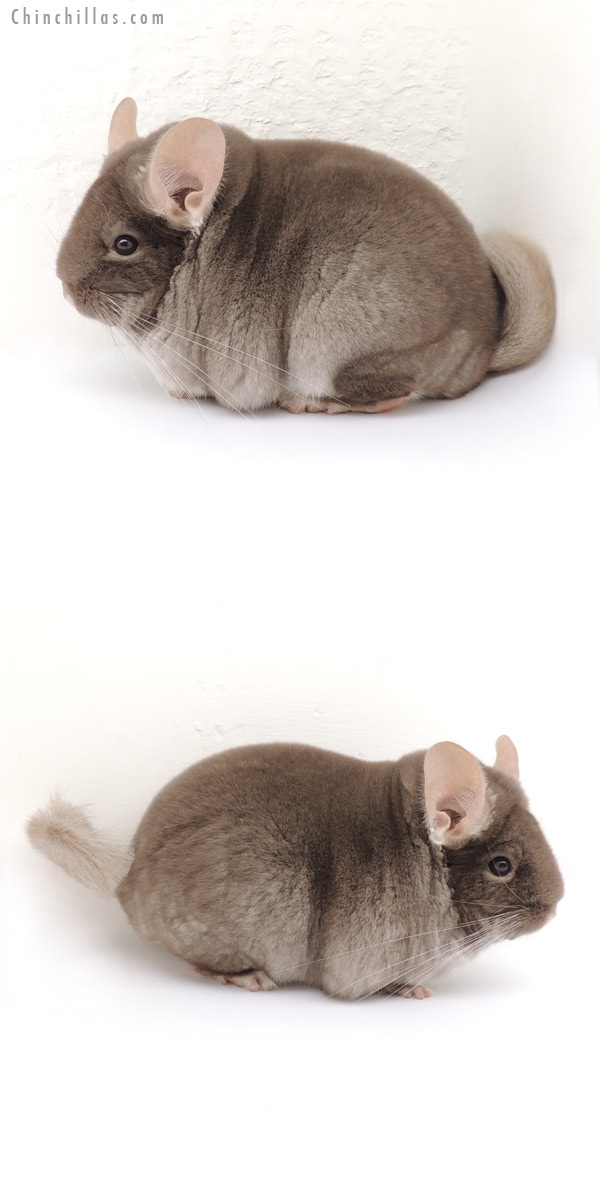 13105 National Reserve Phase Champion TOV Beige / Brown Velvet Female Chinchilla