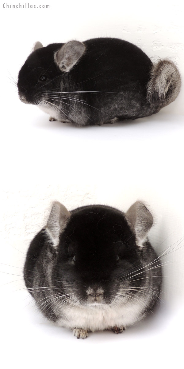 13106 National 1st Place Black Velvet Male Chinchilla