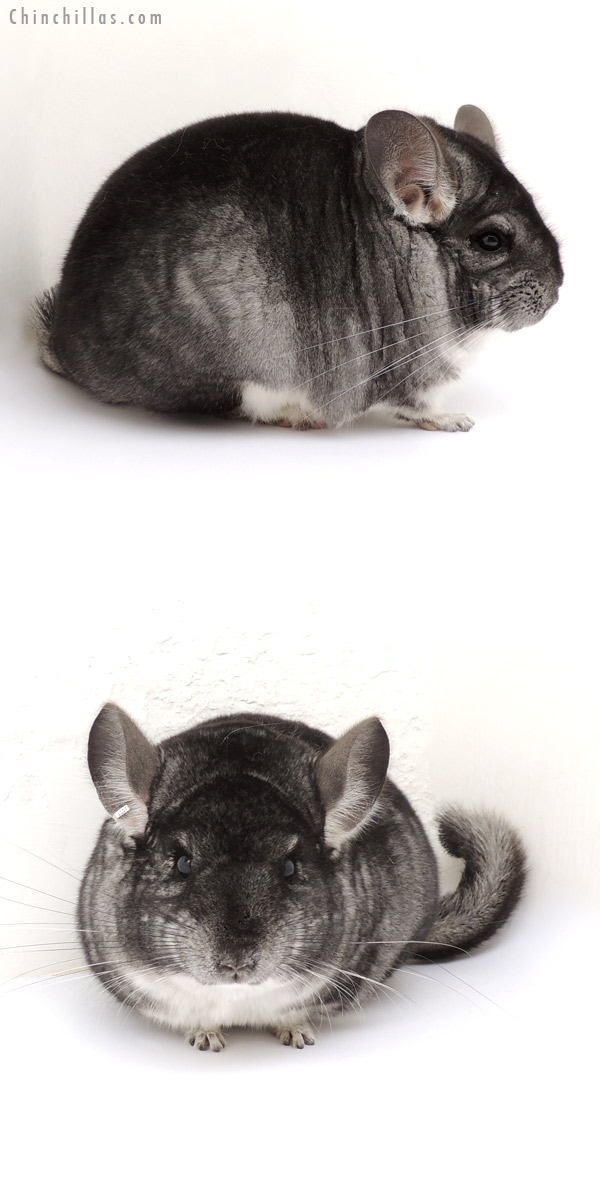 13103 National 2nd Place Standard Female Chinchilla