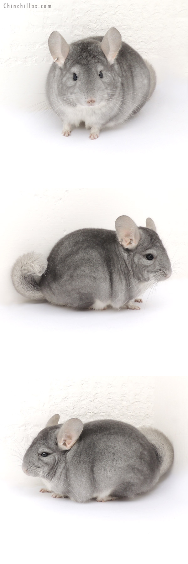 13101 National Section Champion Sapphire Female Chinchilla