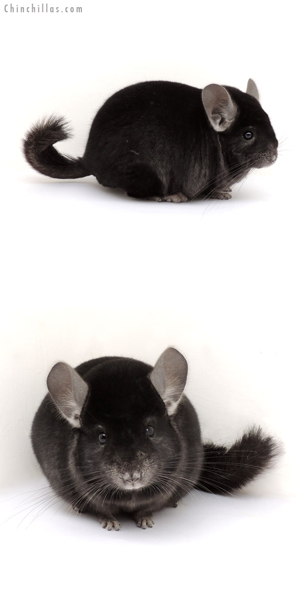 13131 Color Phase Champion Ebony Male Chinchilla