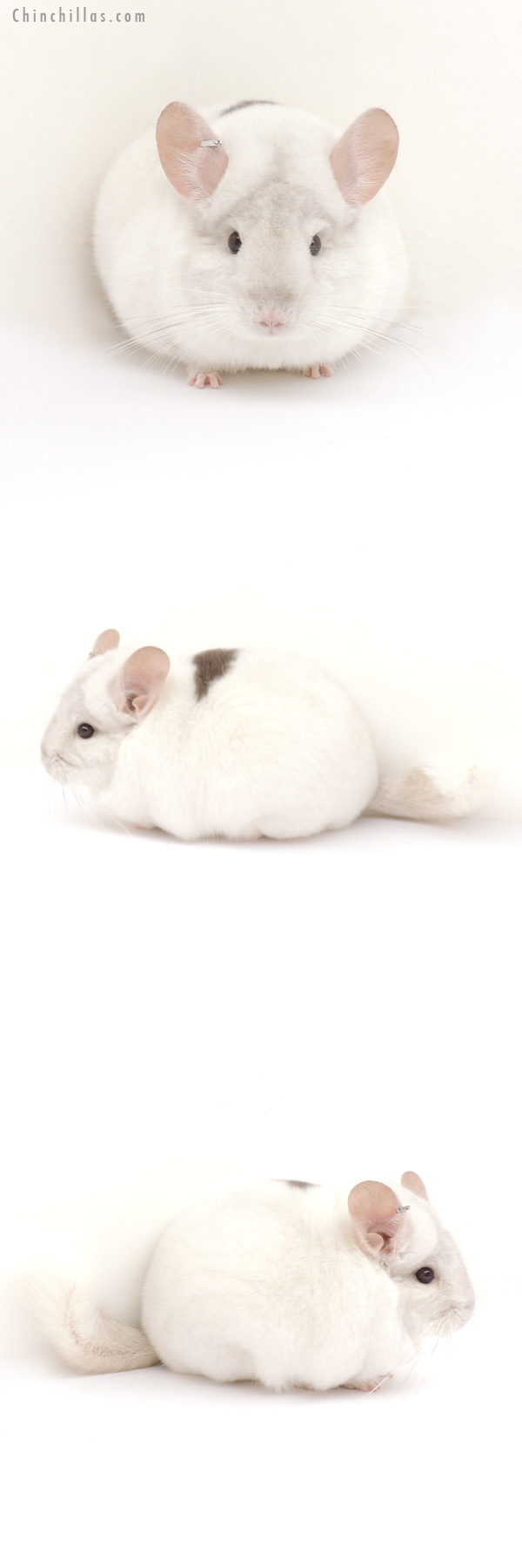 13132 1st Place Pink White Male Chinchilla w/ Body Spot