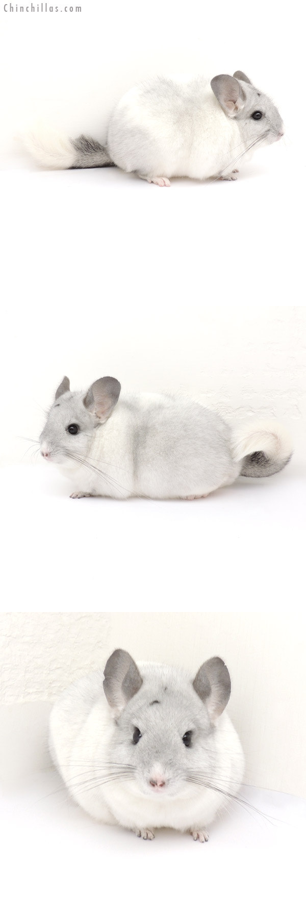 13129 Large 1st Place White Mosaic Female Chinchilla