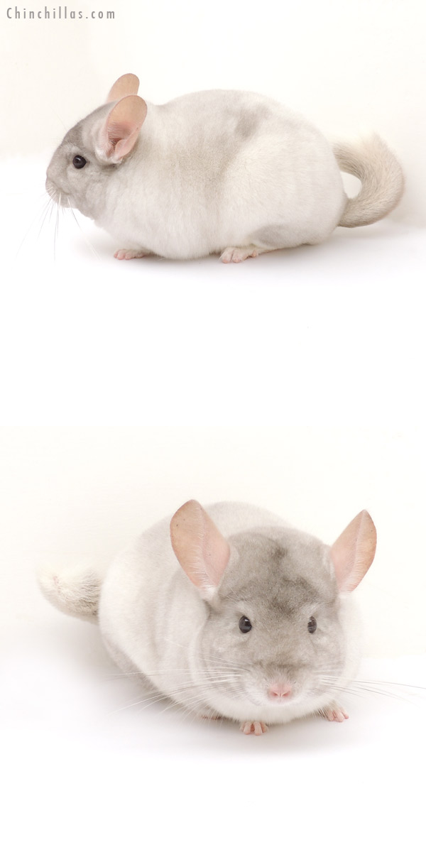 13139 Show Quality Beige & White Mosaic Female Chinchilla