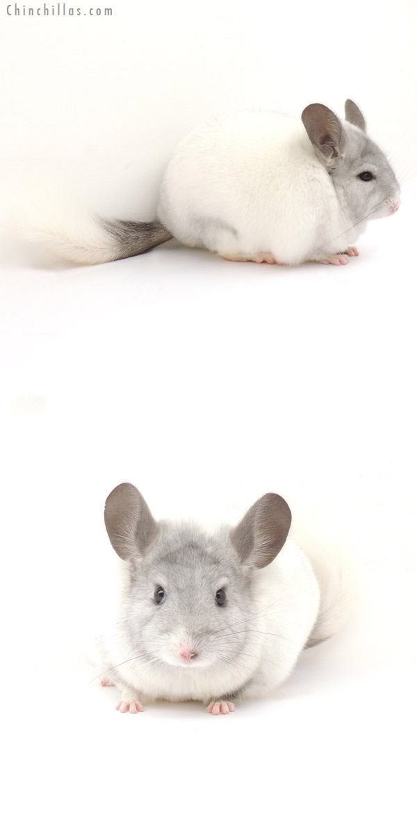 13154 Large White Mosaic Female Chinchilla