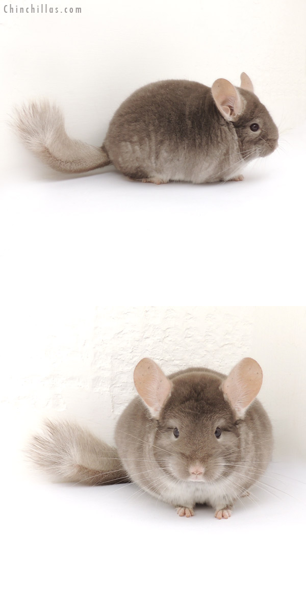 13159 Show Quality TOV Beige / Brown Velvet Male Chinchilla