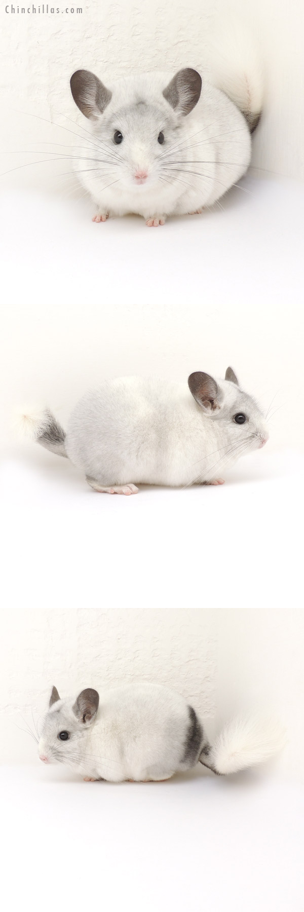 13160 Premium Production Quality White Mosaic Female Chinchilla