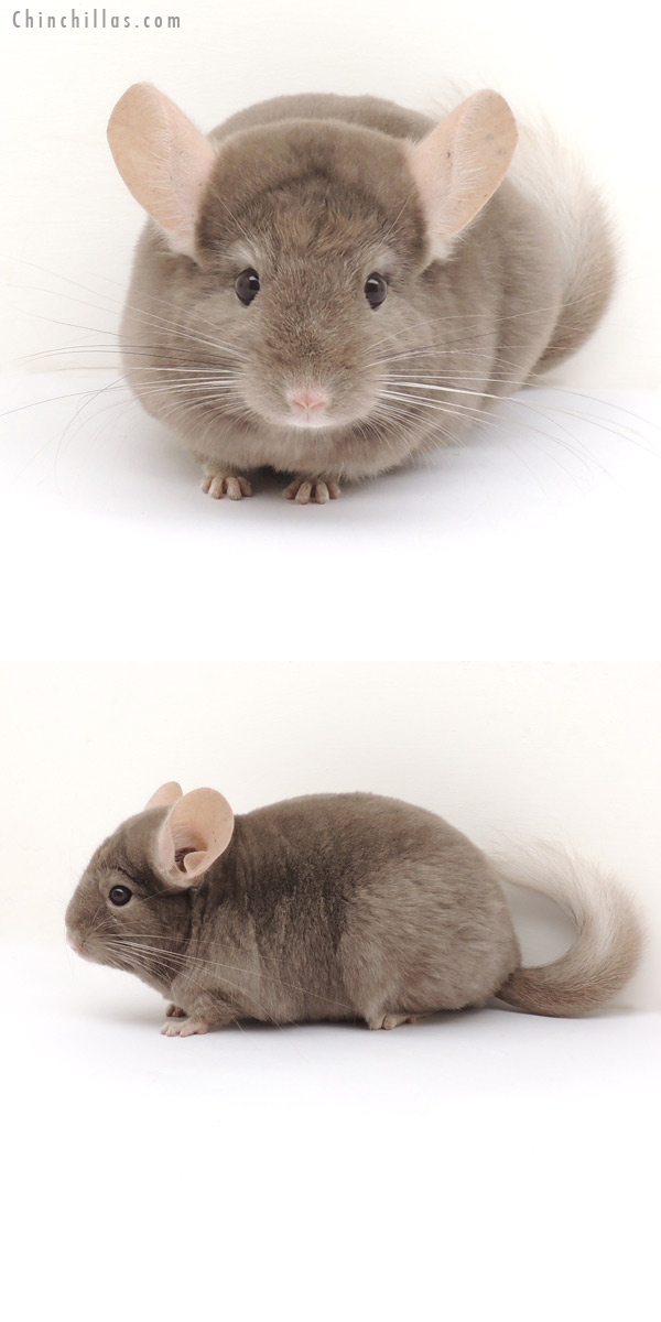 13162 Tan ( Locken Carrier ) Female Chinchilla