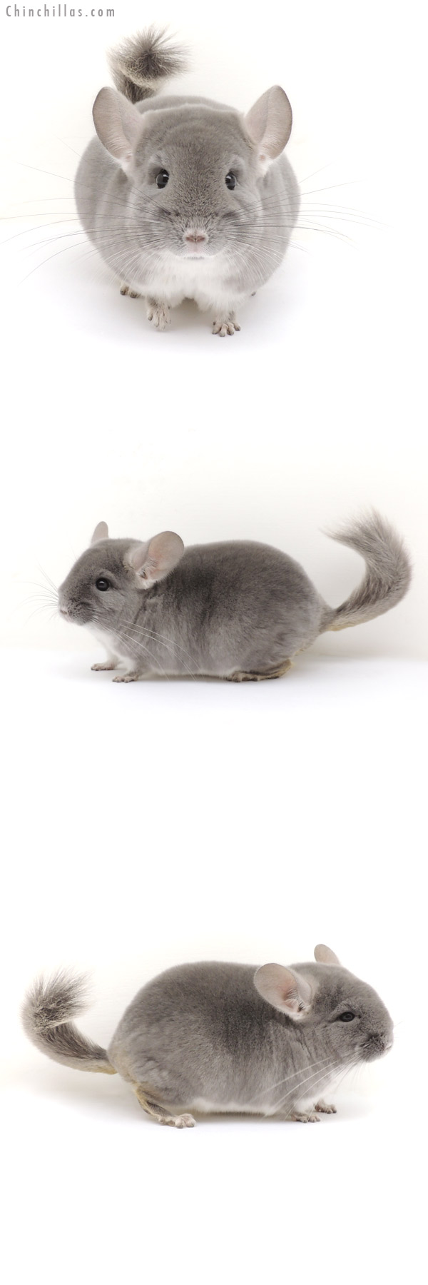 13177 Show Quality TOV Violet Male Chinchilla