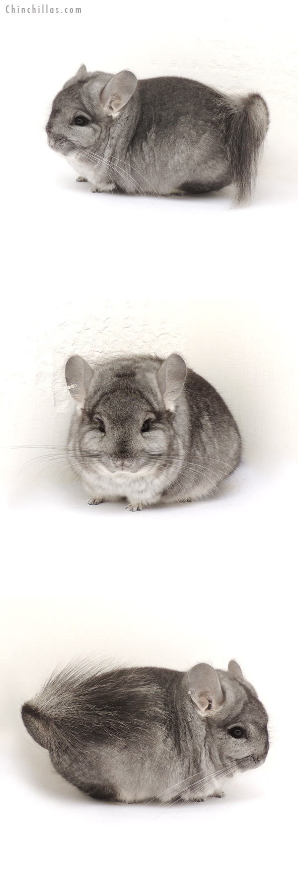 13186 Standard Royal Persian Angora Male Chinchilla