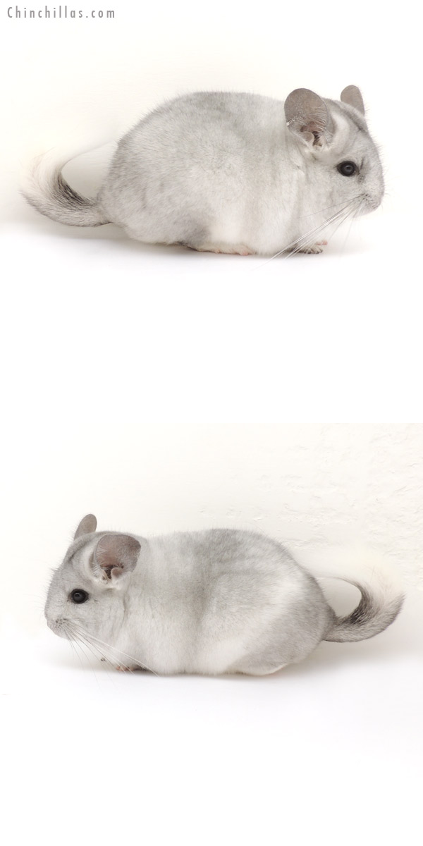 13188 Silver Mosaic ( Royal Persian Angora Carrier ) Female Chinchilla