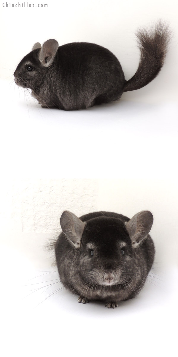 13181 Large Ebony ( Locken Carrier ) Female Chinchilla