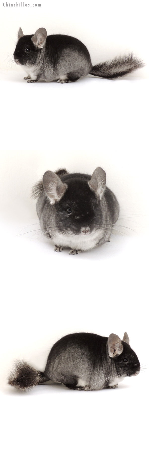 13179 Premium Production Quality Black Velvet ( Sapphire Carrier ) Female Chinchilla