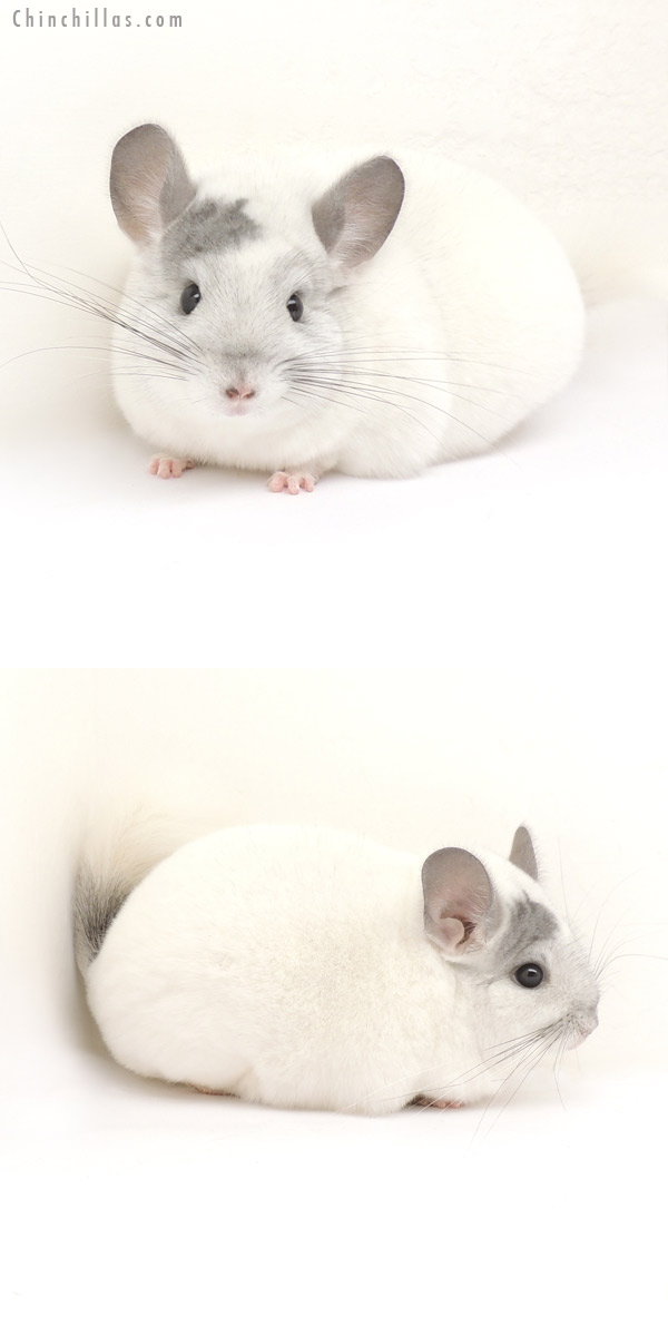 13187 Premium Production Quality White Mosaic Female Chinchilla