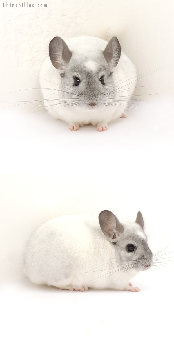 13184 Herd Improvement Quality White Mosaic Male Chinchilla