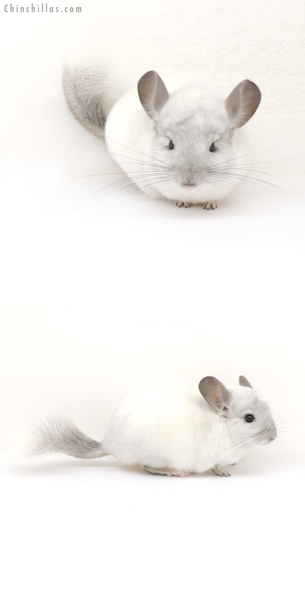 13156 Show Quality White Mosaic ( Sapphire Carrier ) Male Chinchilla