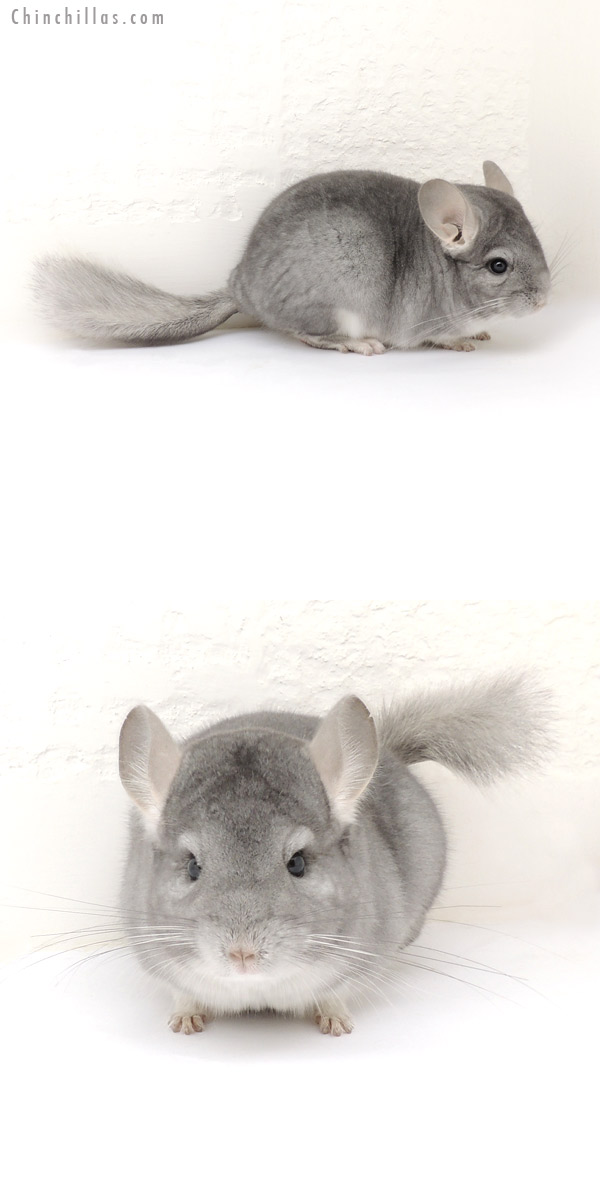 13203 Mini Sapphire Female Chinchilla