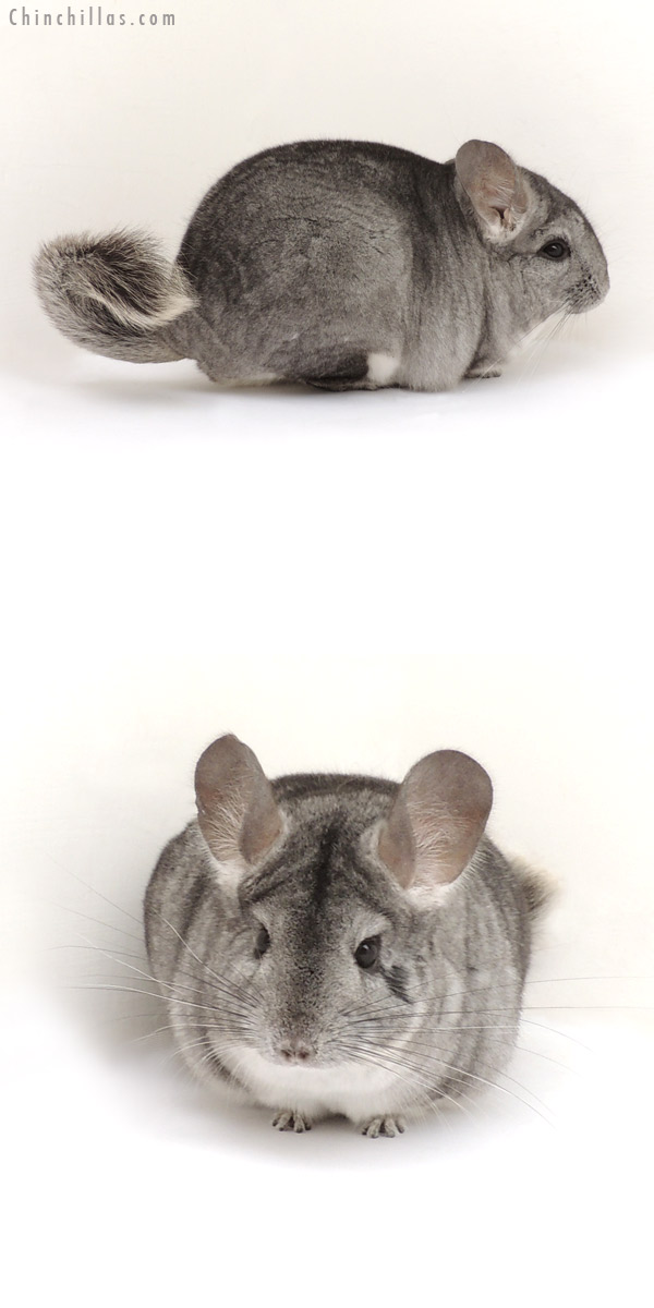 13180 Standard ( Goldbar Carrier ) Female Chinchilla