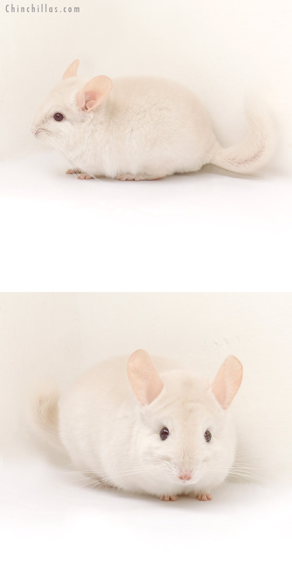 13191 Goldbar Male Chinchilla