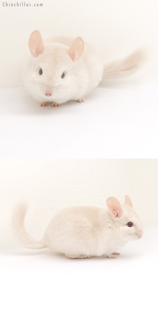 13193 Goldbar Female Chinchilla