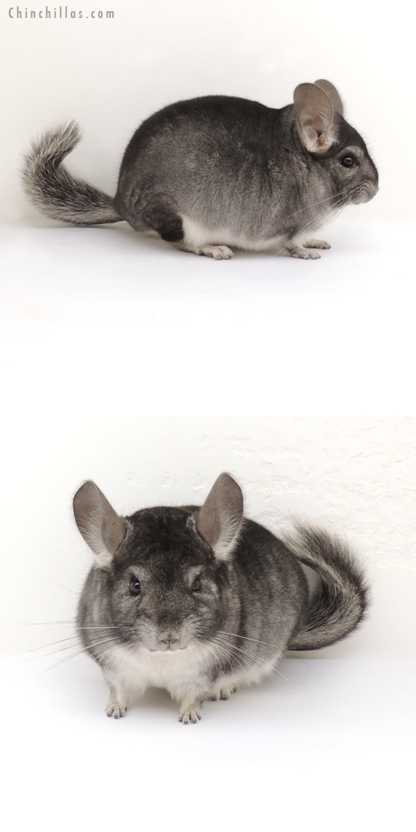 13189 Standard ( Goldbar Carrier ) Male Chinchilla