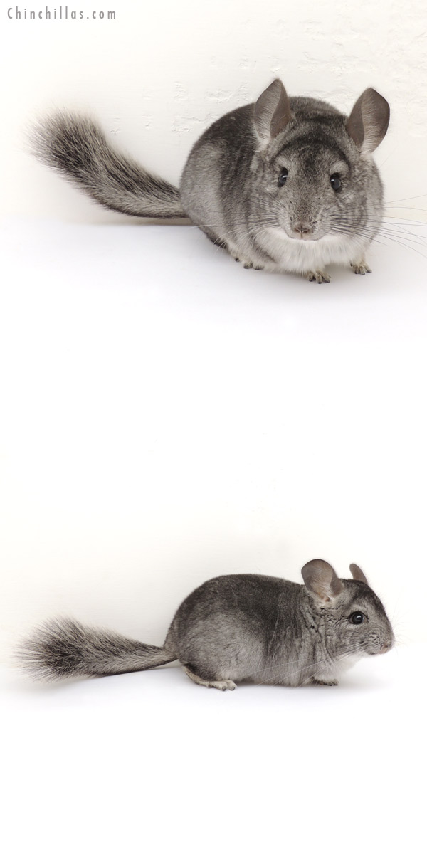 13192 Standard ( Goldbar Carrier ) Female Chinchilla