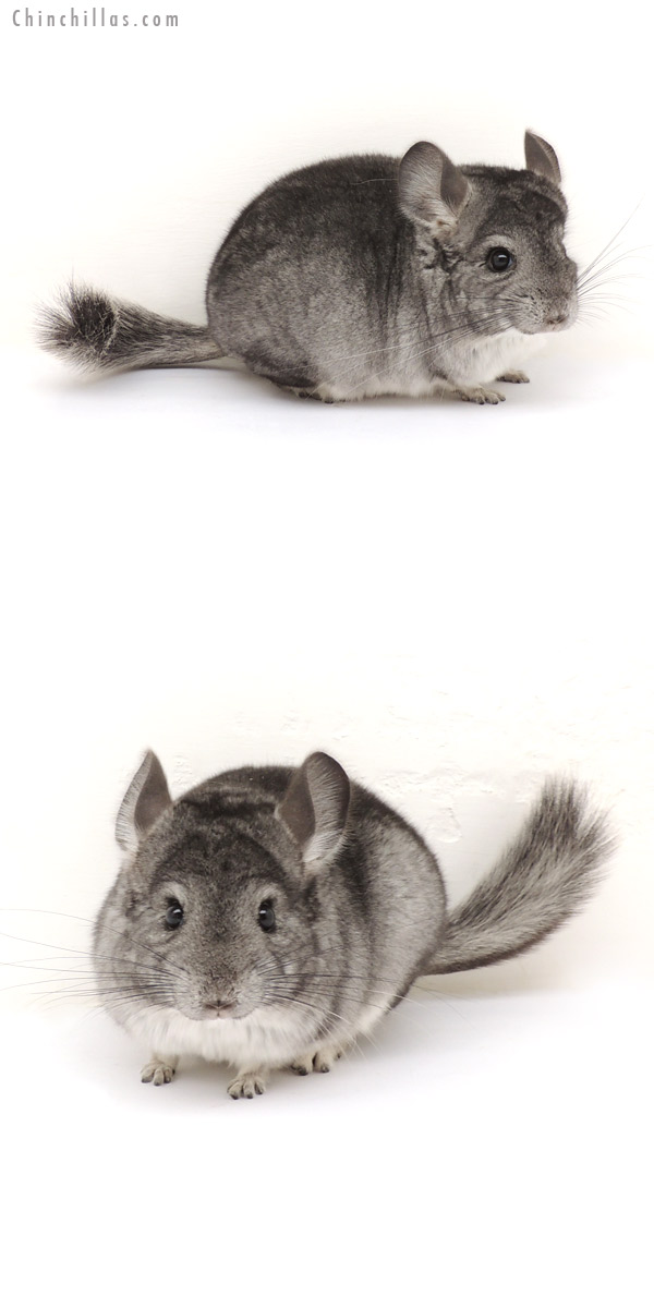 13194 Standard ( Goldbar Carrier ) Female Chinchilla