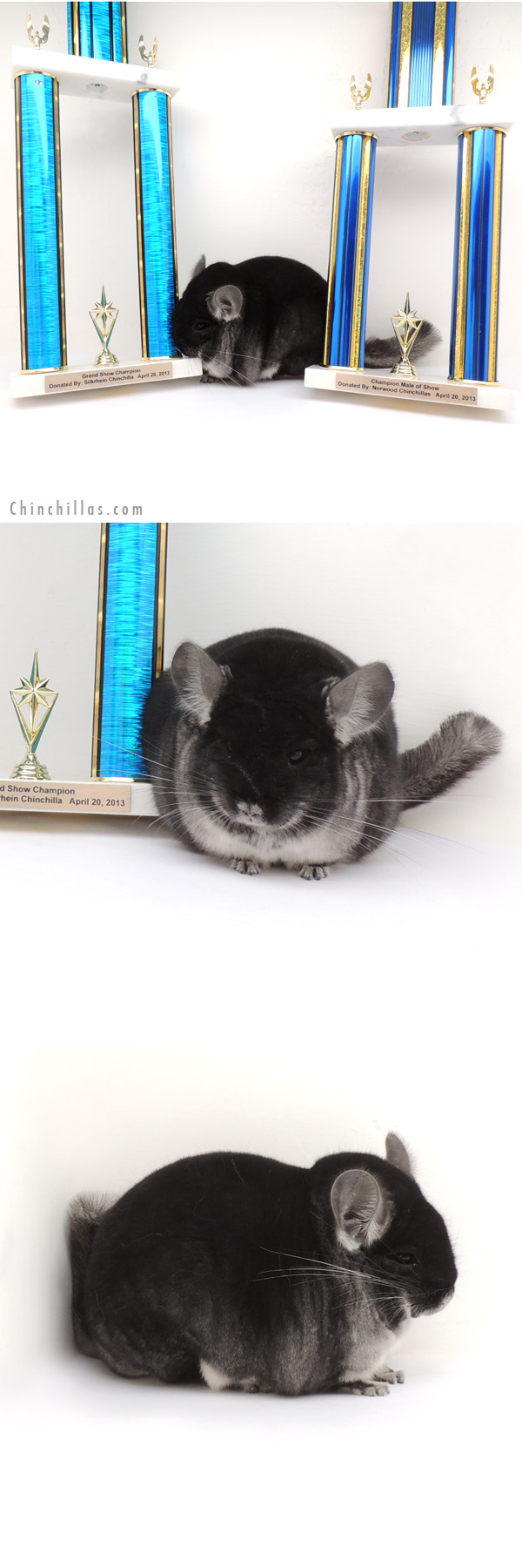 13207 Grand Show Champion Black Velvet Male Chinchilla