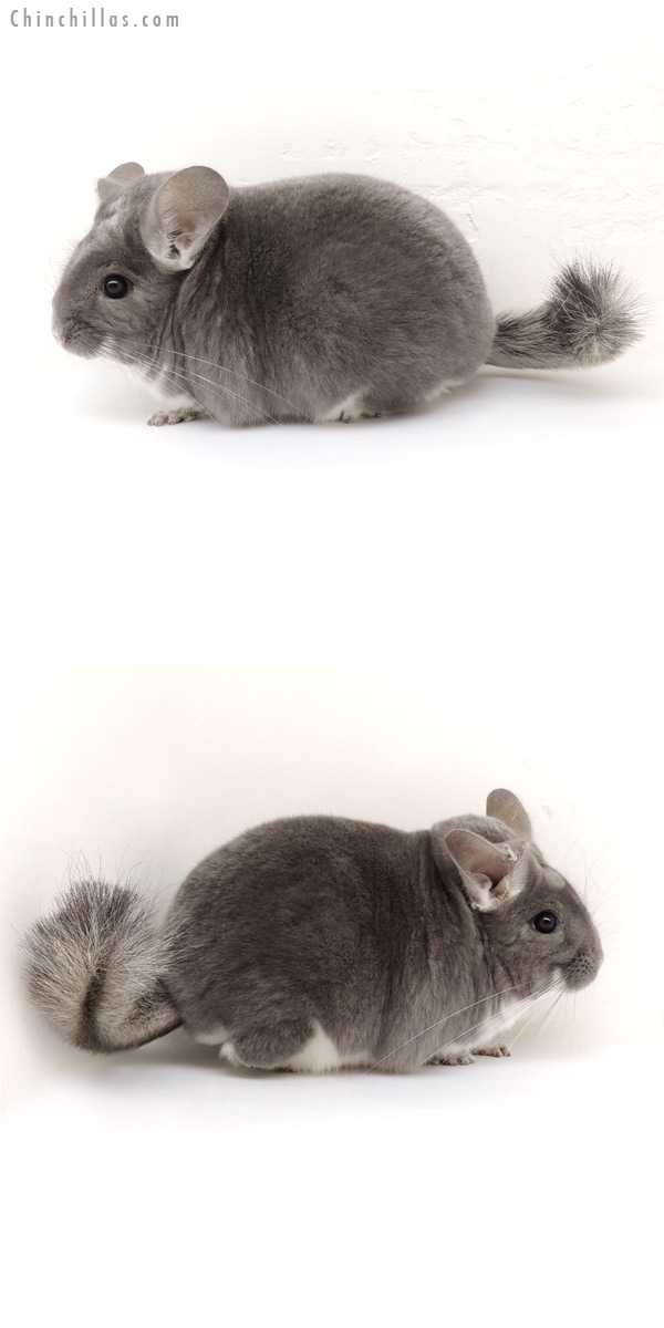 13212 Large Three-time Champion Violet Male Chinchilla