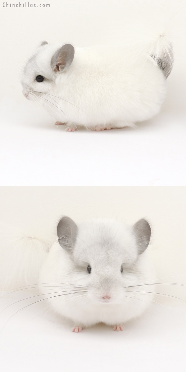 13215 Exceptional White Mosaic Royal Persian Angora Male Chinchilla