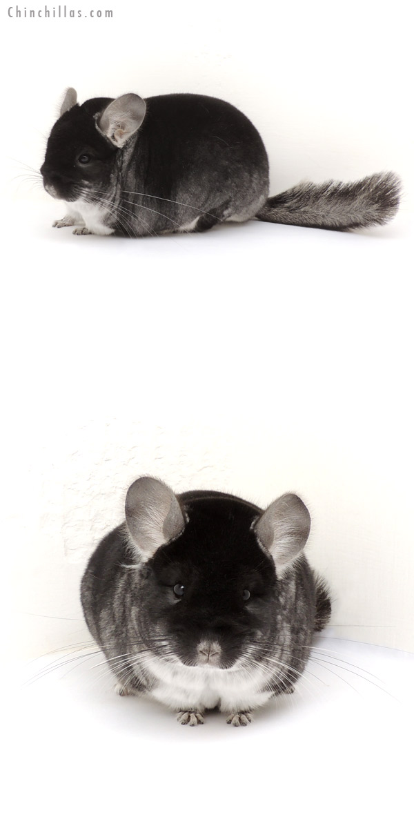 13211 1st Place Black Velvet Male Chinchilla