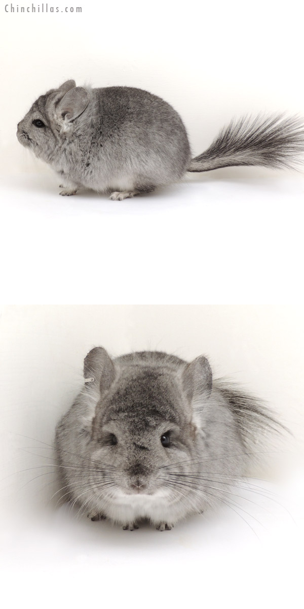 13213 Standard Royal Persian Angora Female Chinchilla