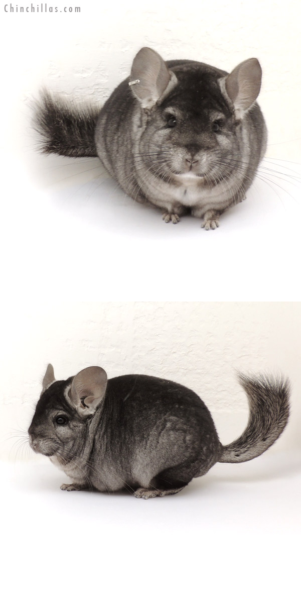 13214 Hetero Ebony ( Royal Persian Angora Carrier ) Male Chinchilla