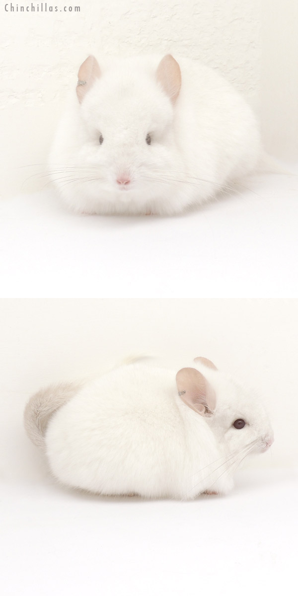 13217 Exceptional Pink White Royal Persian Angora Male Chinchilla