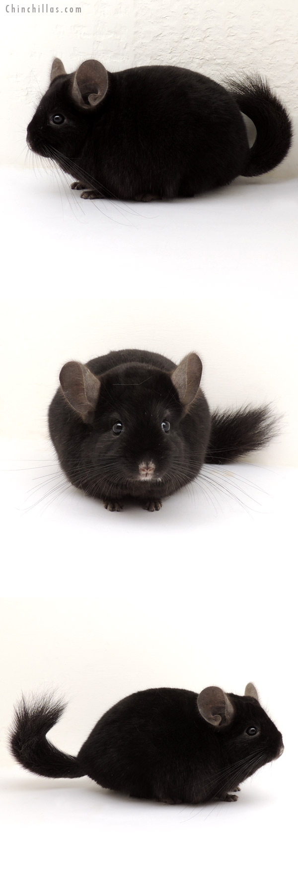 13224 Blocky, Show Quality Ebony ( Sapphire Carrier ) Male Chinchilla