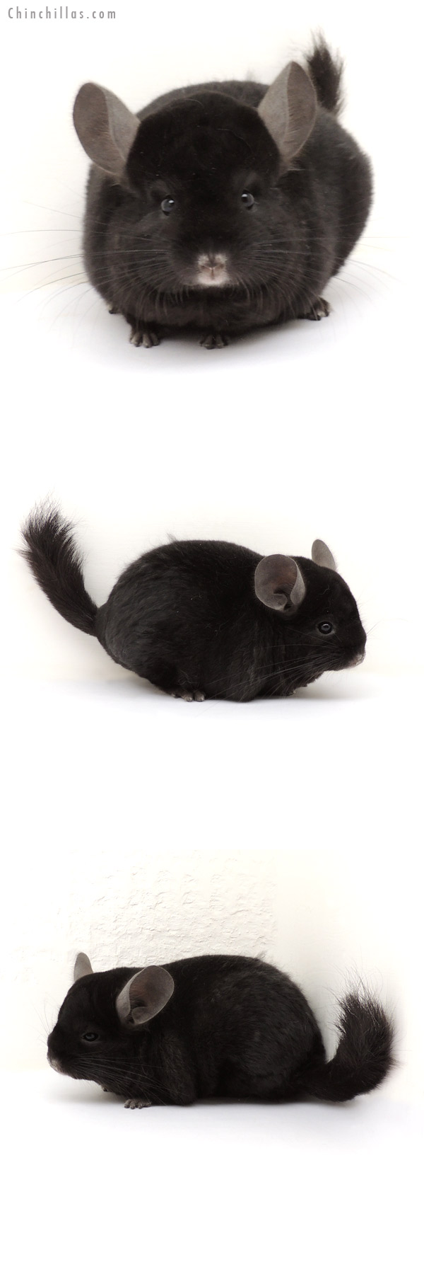 13221 Ebony ( Locken Carrier ) Female Chinchilla