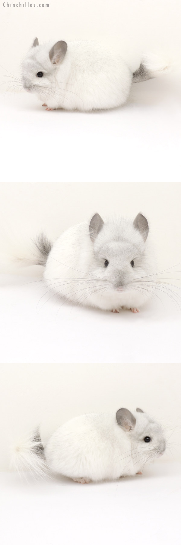 Chinchilla or related item offered for sale or export on Chinchillas.com - 13222 Exceptional White Mosaic Royal Persian Angora Female Chinchilla