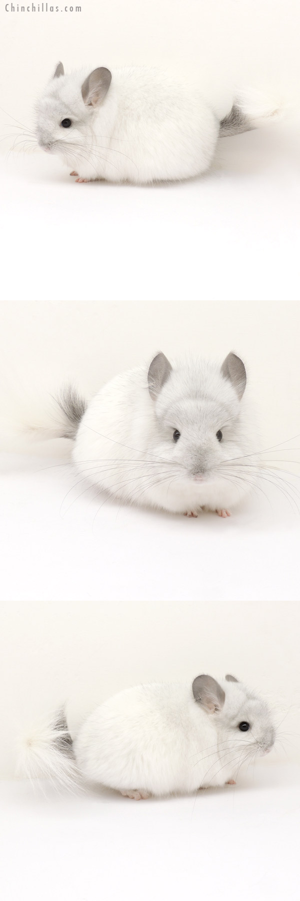 13222 Exceptional White Mosaic Royal Persian Angora Female Chinchilla