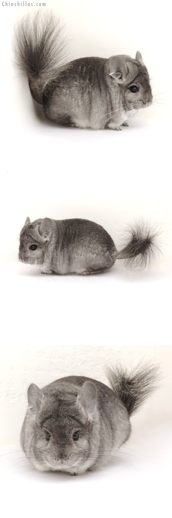 13220 Standard Royal Persian Angora Male Chinchilla