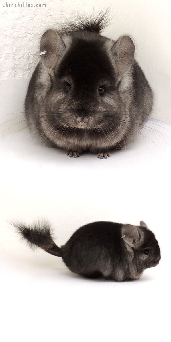 Chinchilla or related item offered for sale or export on Chinchillas.com - 13226 Ebony Royal Persian Angora Female Chinchilla