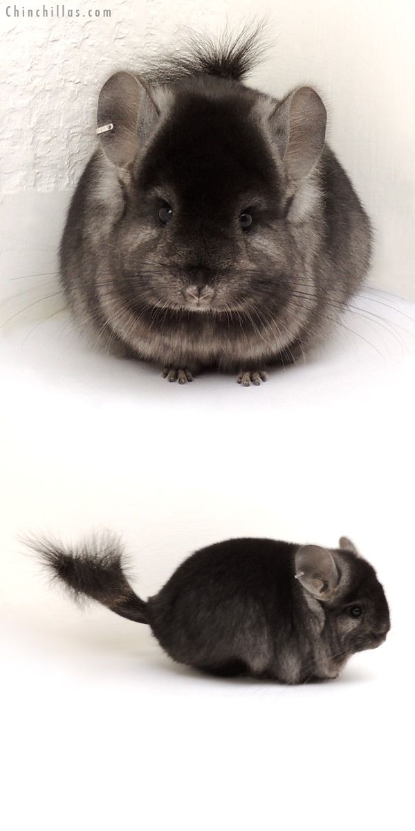 13226 Ebony Royal Persian Angora Female Chinchilla