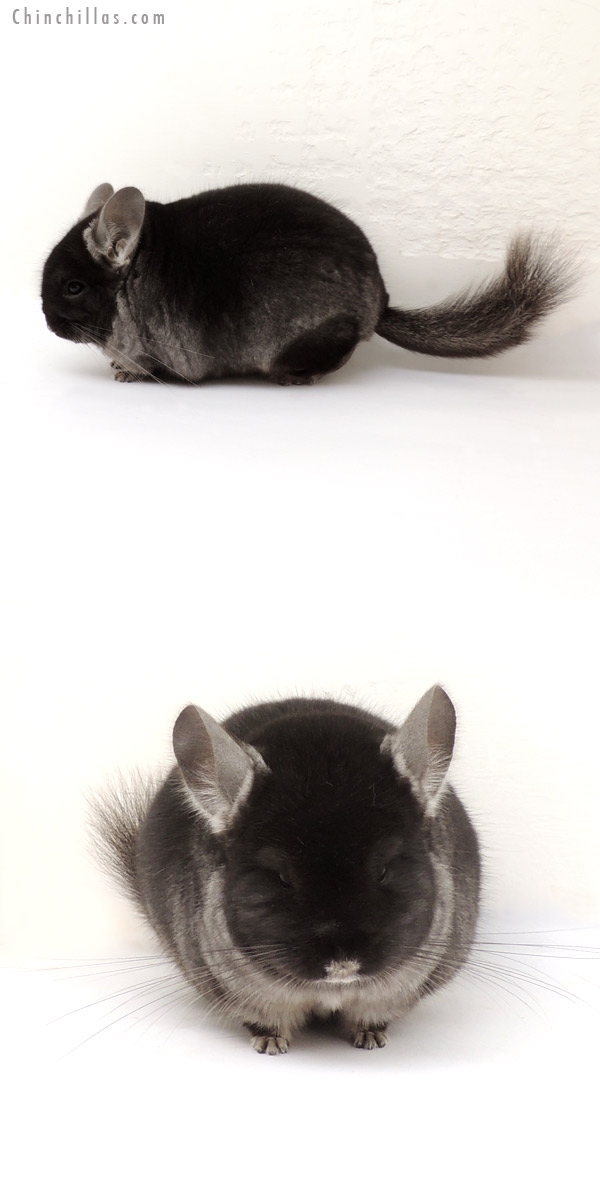 13229 Herd Improvement Quality Black Velvet ( Ebony Carrier ) Male Chinchilla