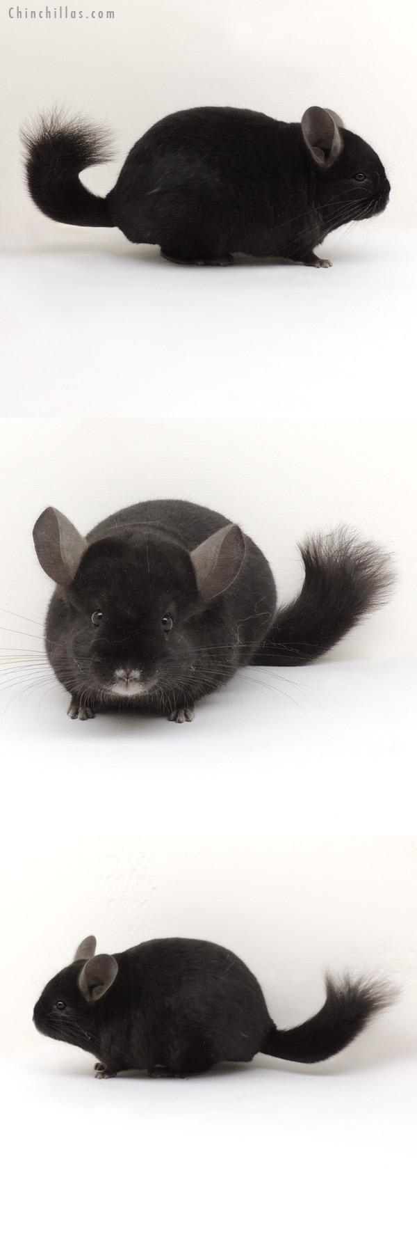 13228 Ebony ( Locken Carrier ) Female Chinchilla